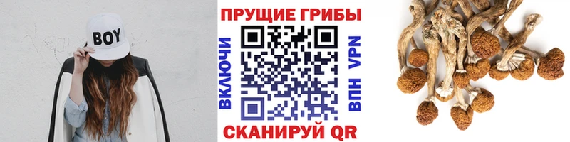 цены наркотик  Черкесск  Галлюциногенные грибы Magic Shrooms 