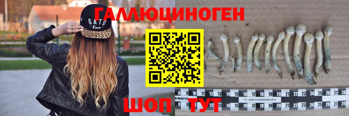 Псилоцибиновые грибы Psilocybine cubensis Черкесск